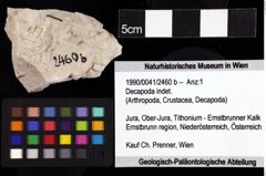 Foto (Objket + Etiketten) von Decapoda indet. 